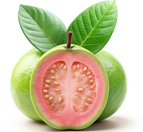 Glosky Farm exports premium-quality Fresh Guavas from India’s top-growing regions like Maharashtra, Uttar Pradesh, Gujarat, and Tamil Nadu to global markets. Available in popular varieties such as Allahabad Safeda, Lucknow 49 (Sardar), Lalit, Pink, and White Guava, each fruit is handpicked for its sweetness, aroma, and texture. With a shelf life of 10–14 days under refrigeration, Glosky Farm Guavas reach destinations like the UAE, Saudi Arabia, Qatar, Kuwait, Oman, Europe, the UK, USA, Russia, and Singapore, delivering natural freshness and nutrition rich in Vitamin C, fiber, and antioxidants to consumers worldwide.