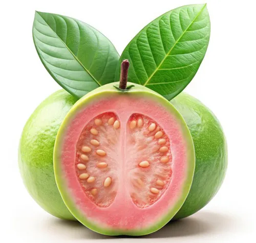 Glosky Farm exports premium-quality Fresh Guavas from India’s top-growing regions like Maharashtra, Uttar Pradesh, Gujarat, and Tamil Nadu to global markets. Available in popular varieties such as Allahabad Safeda, Lucknow 49 (Sardar), Lalit, Pink, and White Guava, each fruit is handpicked for its sweetness, aroma, and texture. With a shelf life of 10–14 days under refrigeration, Glosky Farm Guavas reach destinations like the UAE, Saudi Arabia, Qatar, Kuwait, Oman, Europe, the UK, USA, Russia, and Singapore, delivering natural freshness and nutrition rich in Vitamin C, fiber, and antioxidants to consumers worldwide.