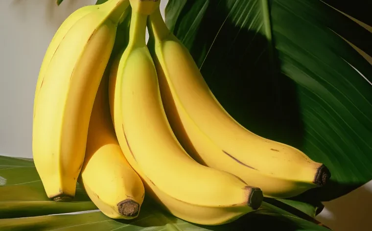 Bananas are among the most consumed fruits in the world, and Glosky Farm proudly exports India’s finest Fresh Bananas to global markets. Grown in the lush farms of Maharashtra, Tamil Nadu, and Andhra Pradesh, our bananas are celebrated for their natural sweetness, creamy texture, and golden-yellow color.
